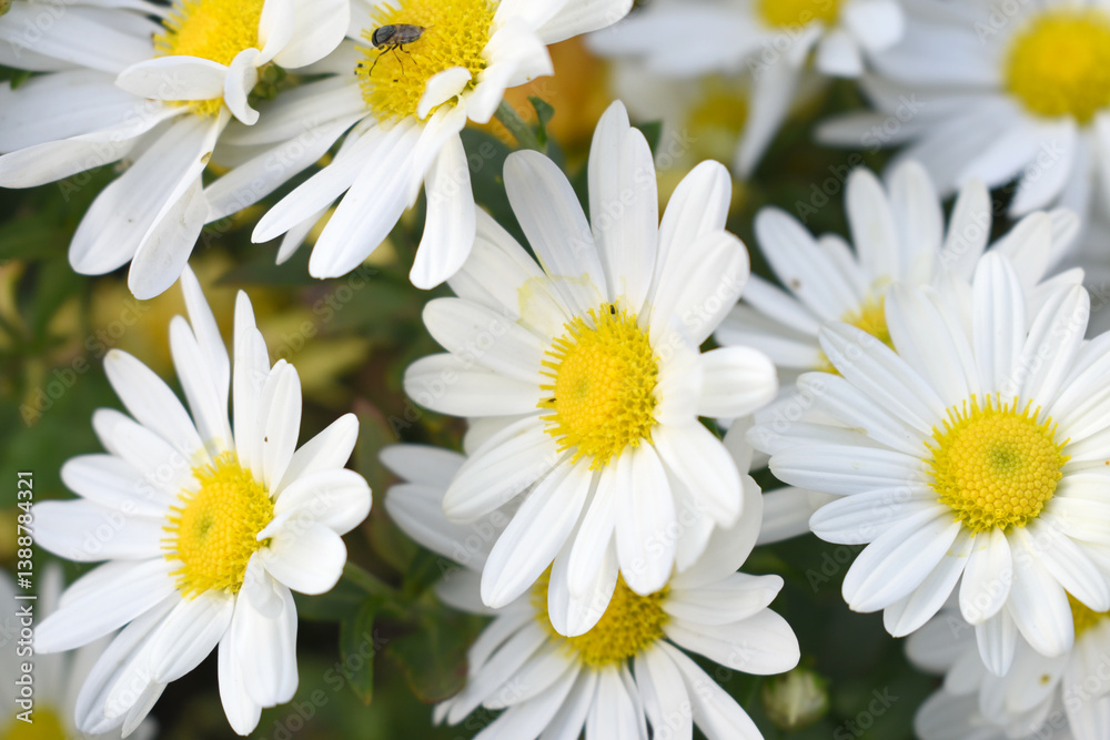 Obraz premium white Common daisy beautiful flowers with blur green background in garden, White beautiful daisies on a field in green grass, Oxeye daisy, Leucanthemum vulgare, Daisies, Dox-eye, Dog daisy in nature