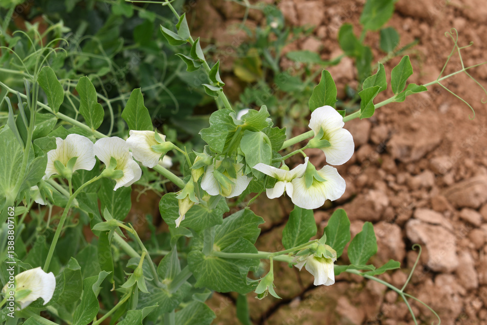 Flowering pea plant. White flowers closeup. Flower of pea plant close up. Natural green pea plants as spring background, peas plant flower closeup, peas blossom closeup white flower on vegetable plant Flowering pea plant. White flowers closeup. Flower of pea plant close up. Natural green pea plants as spring background, peas plant flower closeup, peas blossom closeup white flower on vegetable plant