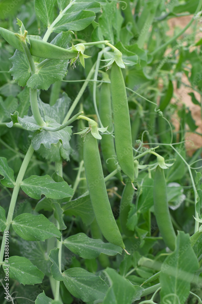 Green peas grow in the garden Beautiful close up of green fresh peas and pea pods. Healthy food, Bush of sweet pea with ripe pods cultivated on vegetable garden, green peas closeup in nature, Pakistan Green peas grow in the garden Beautiful close up of green fresh peas and pea pods. Healthy food, Bush of sweet pea with ripe pods cultivated on vegetable garden, green peas closeup in nature, Pakistan