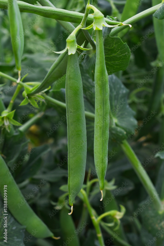 Green peas grow in the garden Beautiful close up of green fresh peas and pea pods. Healthy food, Bush of sweet pea with ripe pods cultivated on vegetable garden, green peas closeup in nature, Pakistan Green peas grow in the garden Beautiful close up of green fresh peas and pea pods. Healthy food, Bush of sweet pea with ripe pods cultivated on vegetable garden, green peas closeup in nature, Pakistan