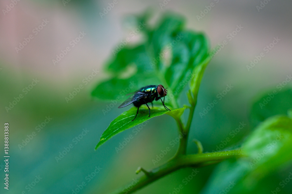 Naklejka premium Fly on a leaf