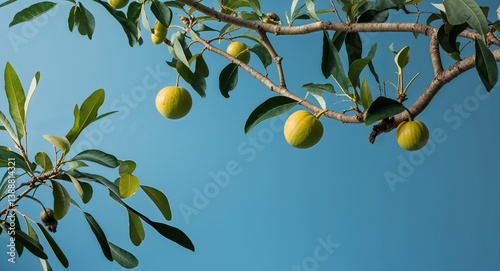 Sapodilla tree branch on plain blue background with leaves and fruits nature food agri concept wide angle cinematic