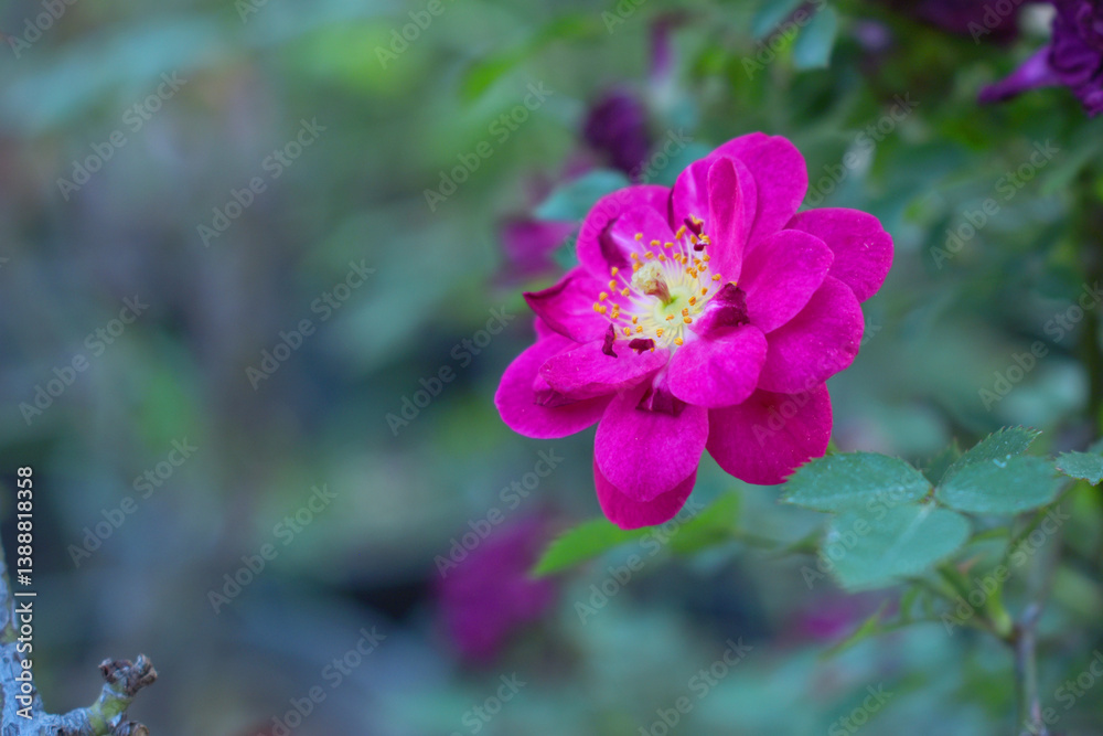 Beautiful red rose flower closeup in garden, A very beautiful red rose flower bloomed on the rose tree, Rose flower closeup, bloom flowers, Natural spring flower, Natural floral background, Beautiful red rose flower closeup in garden, A very beautiful red rose flower bloomed on the rose tree, Rose flower closeup, bloom flowers, Natural spring flower, Natural floral background,