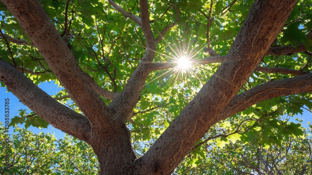 Fototapeta premium Tree Branches with Sunlight and Green Leaves