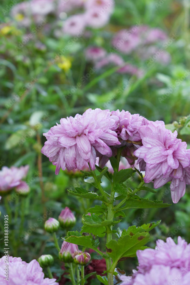 Beautiful Pink chrysanthemum flowers closeup in the winter garden, Closeup of Chrysanthemum flower, Field of the Pink Chrysanthemum, Beautiful Pink flower blooming in nature. Beautiful Pink chrysanthemum flowers closeup in the winter garden, Closeup of Chrysanthemum flower, Field of the Pink Chrysanthemum, Beautiful Pink flower blooming in nature.