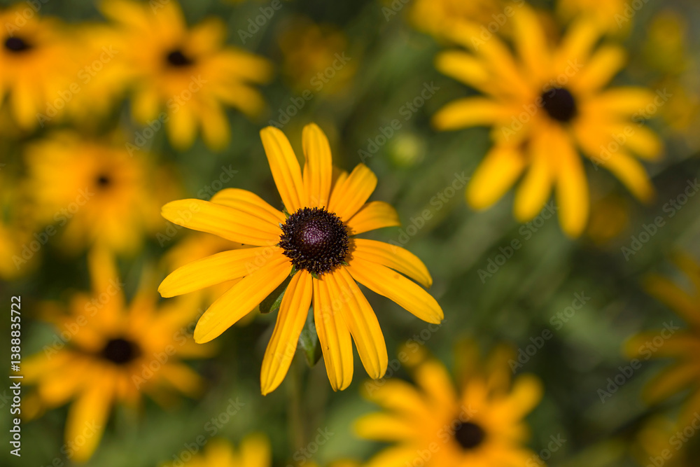 Flowers - Rudbeckia fulgida or Goldsturm in full bloom in the garden.