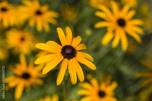 Flowers - Rudbeckia fulgida or Goldsturm in full bloom in the garden.