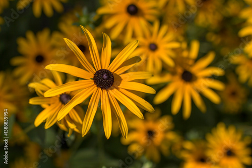 Flowers - Rudbeckia fulgida or Goldsturm in full bloom in the garden.