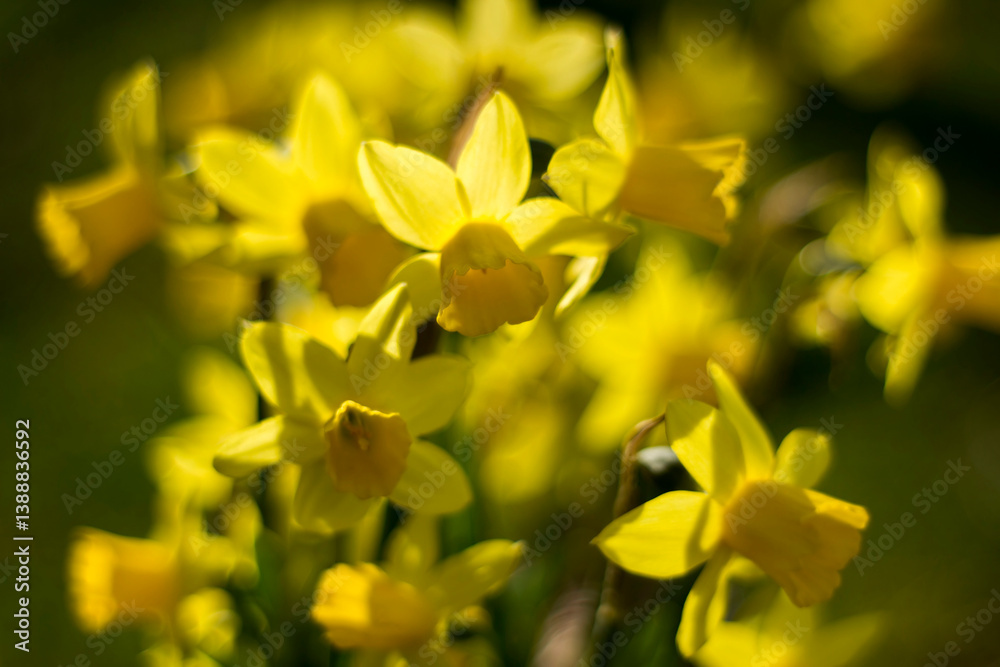 the daffodil, Narcissus pseudonarcissus, yellow narcissus flowers in a park, springtime