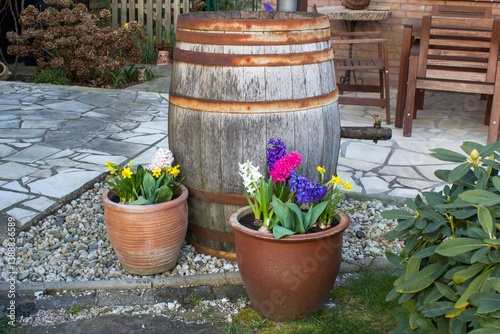 spring flowers in the garden - crocus and narcissus