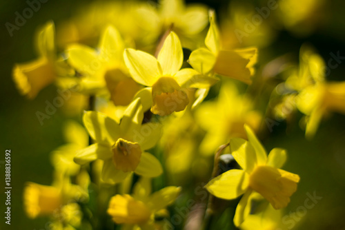 Obraz na płótnie the daffodil, Narcissus pseudonarcissus, yellow narcissus flowers in a park, springtime w salonie