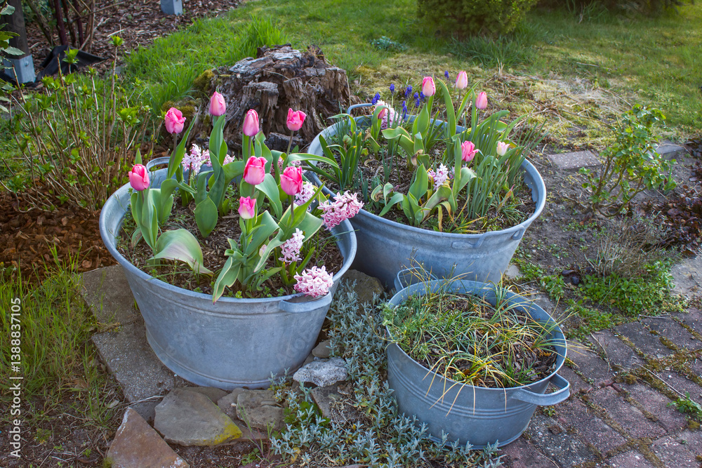Rustic garden - spring flowers in in tin tub - spring time