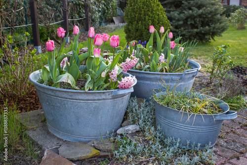 Rustic garden - spring flowers in  in tin tub - spring time