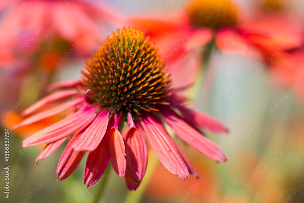 echinacea - coneflowers in the garden - soft focus echinacea - coneflowers in the garden - soft focus