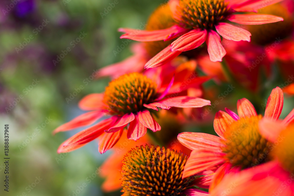 echinacea - coneflowers in the garden - soft focus