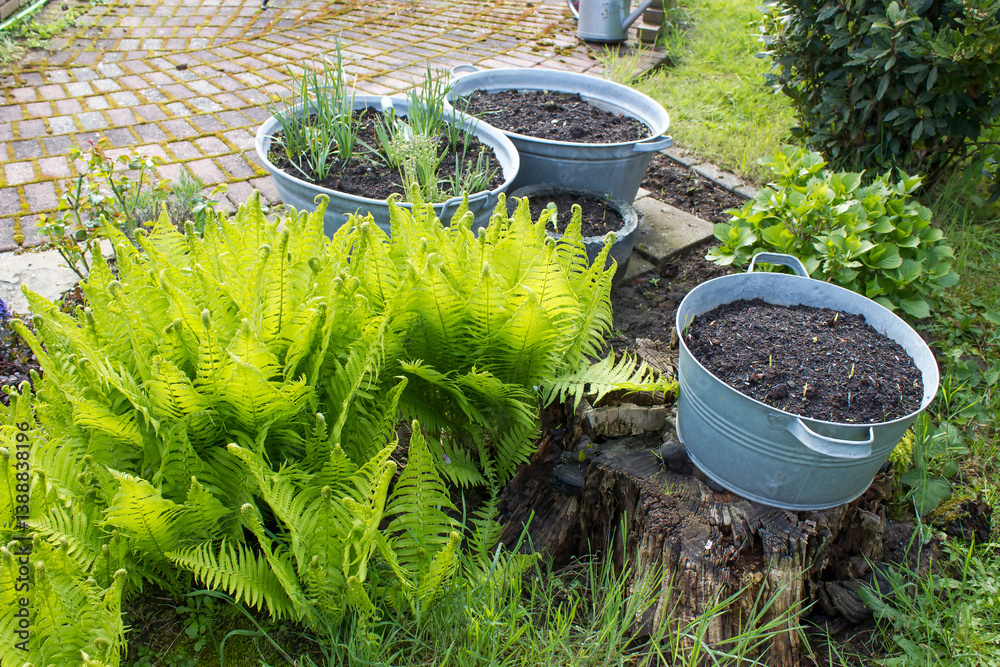rustic garden - fern and plants in tin tub