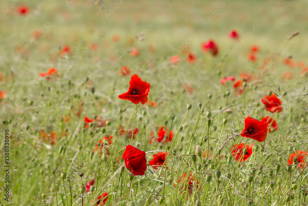 wild poppy flowers in the meadow - soft focus