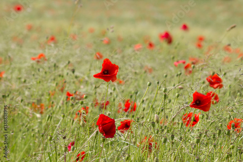 Obraz na płótnie wild poppy flowers in the meadow - soft focus w salonie