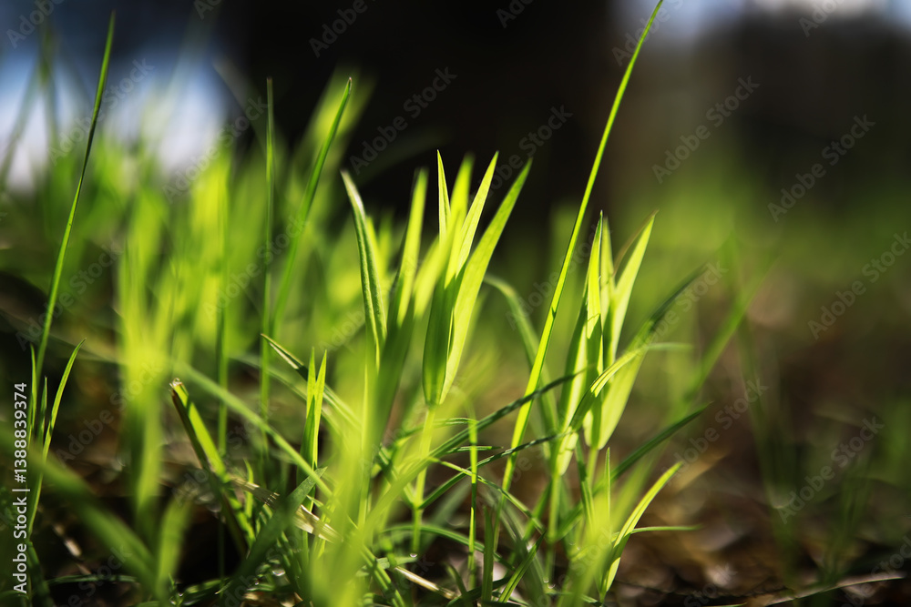 Fototapeta premium Close-Up of Fresh Green Grass Blades in Sunlight: Nature, Growth, Spring, Outdoors, Vibrant Greenery