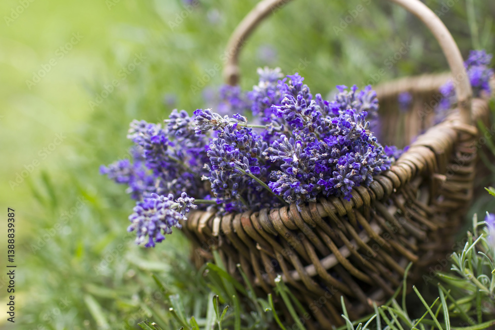 basket with lavender flowers - soft focus