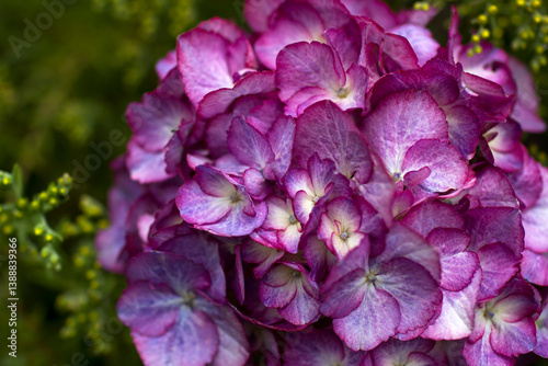Obraz na płótnie Macro image, pink hydrangea in the garden w salonie