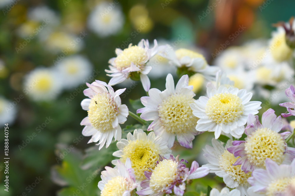 Obraz premium Beautiful white chrysanthemum flowers closeup in the winter garden, Closeup of Chrysanthemum flower, Field of the white Chrysanthemum, Beautiful white flower blooming in nature.