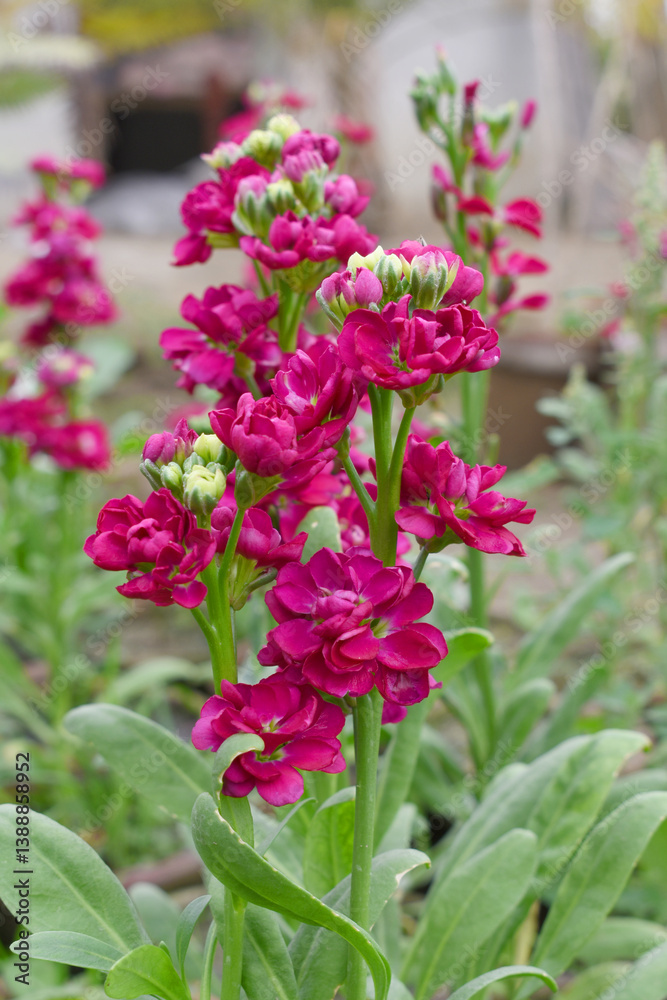 Red Hoary Stock, Red Hoary Stock or Matthiola Incana is a member of the Brassicaceae family of flowering plants. It's also commonly known as Brompton Stock, Common Stock, Red flower in garden Red Hoary Stock, Red Hoary Stock or Matthiola Incana is a member of the Brassicaceae family of flowering plants. It's also commonly known as Brompton Stock, Common Stock, Red flower in garden