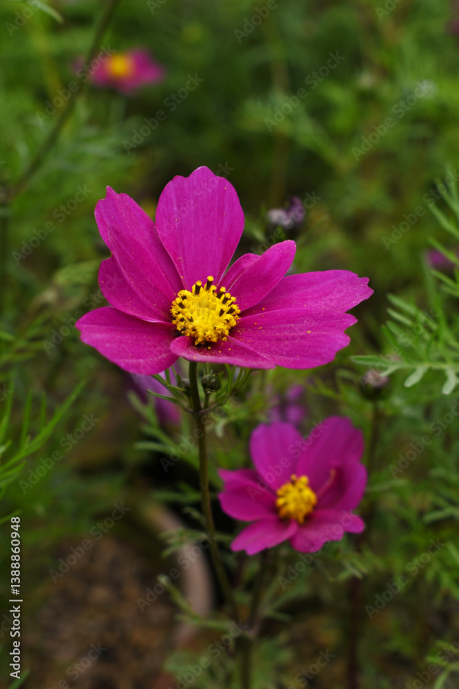 Red Cosmos flower, Cosmos flowers, autumn season image, Beautiful Red Cosmos flower in the garden. Red flowers pictures. Cosmos Bipinnatus, commonly called the garden or Mexican aster Red Cosmos flower, Cosmos flowers, autumn season image, Beautiful Red Cosmos flower in the garden. Red flowers pictures. Cosmos Bipinnatus, commonly called the garden or Mexican aster