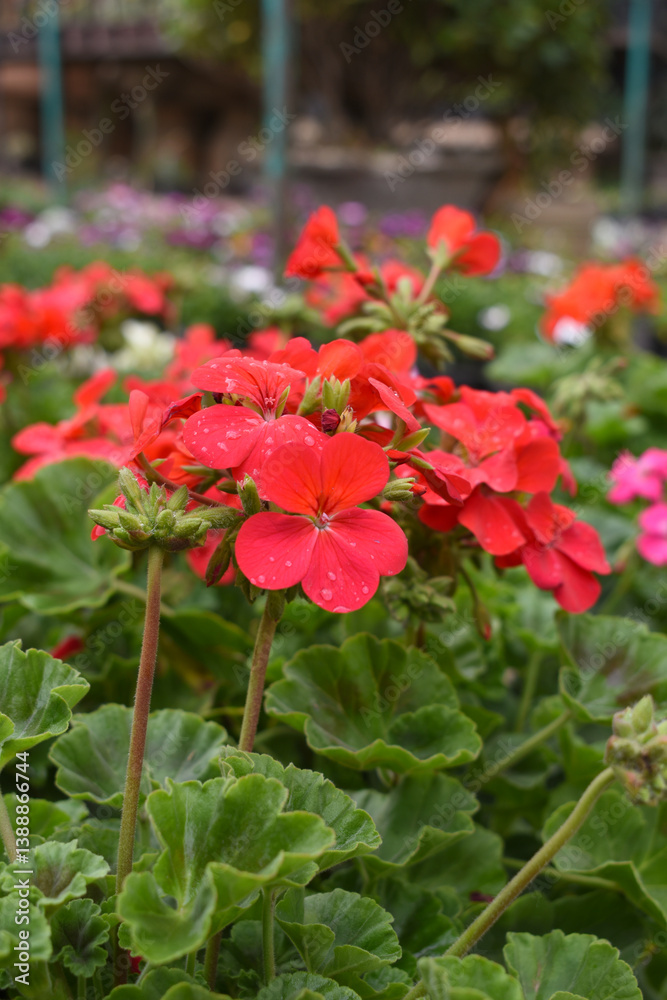 Blooming vibrant red geranium Pelargonium flowers closeup, Blooming of Geranium, closeup shot of red geranium flowers in garden, geranium in the exhibition of geraniums in Chakwal, Punjab, Pakistan Blooming vibrant red geranium Pelargonium flowers closeup, Blooming of Geranium, closeup shot of red geranium flowers in garden, geranium in the exhibition of geraniums in Chakwal, Punjab, Pakistan