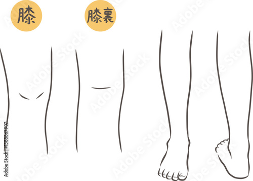 膝と膝から下の脚のパーツイラストセット