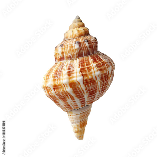 Isolated seashell on white background. Seashell with brown and white stripes.