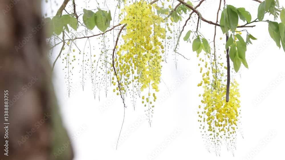 Ratchaphruek flower