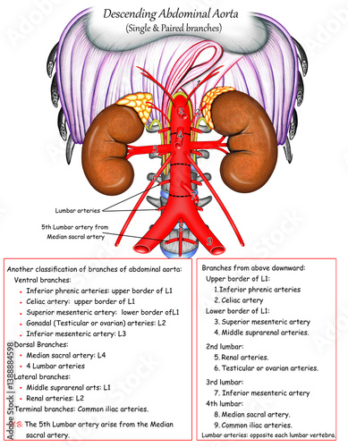 Abdominal Aorta (single and paired branches) photo