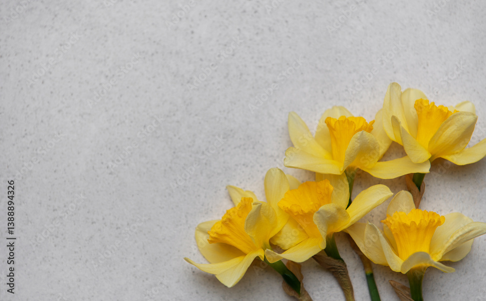 Daffodils lying on gray background creating copy space