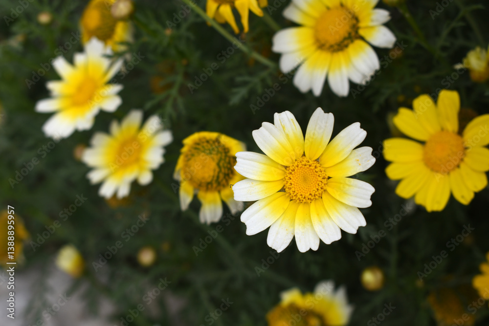 White Yellow Crown Daisy, Close-up of a white and yellow crown daisy flower, blooming in nature, Close-up shot of beautiful White yellow Crown Daisy flower (Chrysanthemum coronarium), Crown Daisy, White Yellow Crown Daisy, Close-up of a white and yellow crown daisy flower, blooming in nature, Close-up shot of beautiful White yellow Crown Daisy flower (Chrysanthemum coronarium), Crown Daisy,