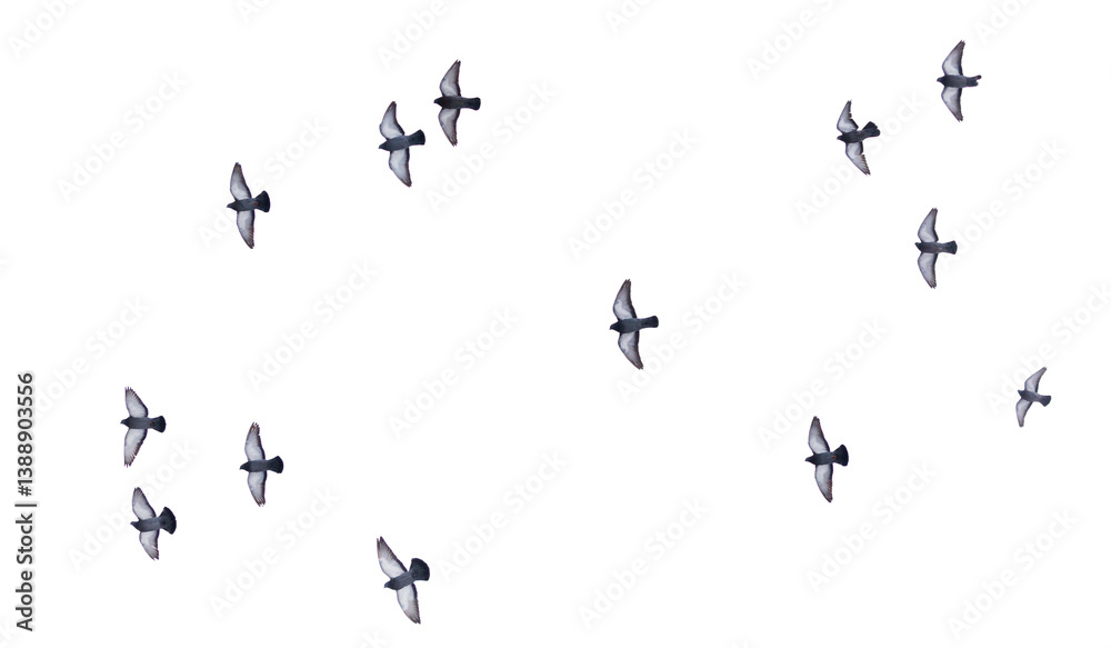A flock of birds flying in a line across a white background A flock of birds flying in a line across a white background