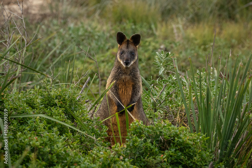 Swamp Wallaby (Wallabia bicolor), Corunna Lake, NSW, July 2024