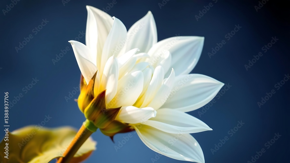 White Dahlia Flower with Brown Leaves