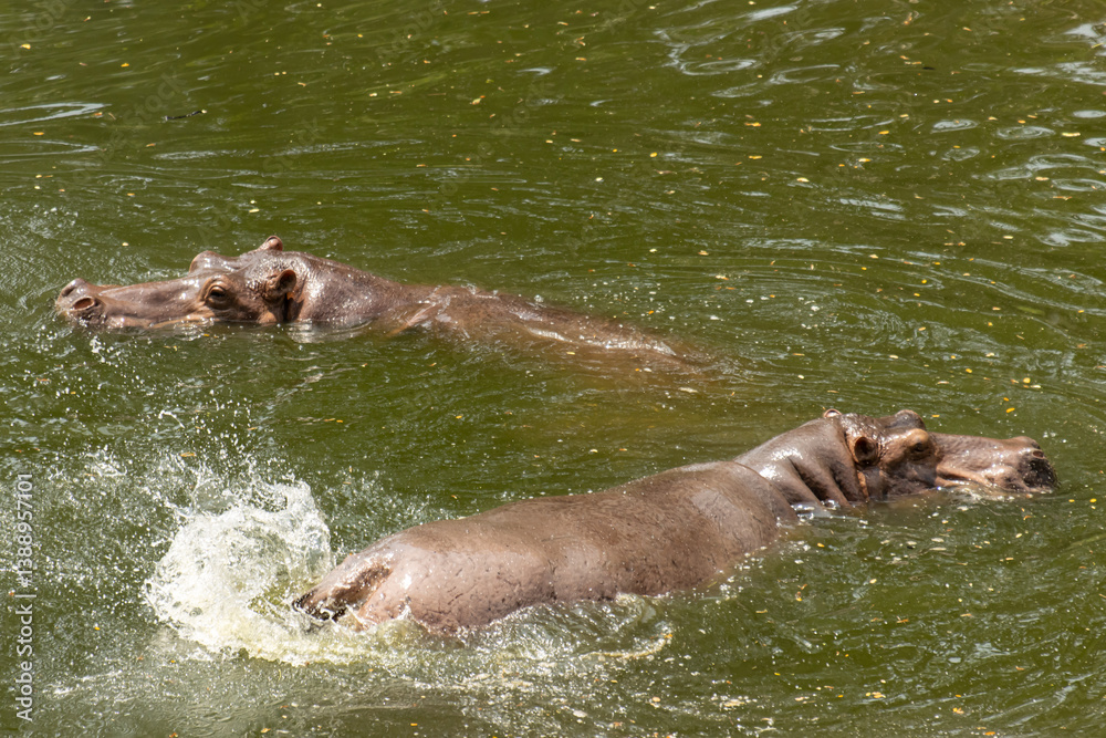 Fototapeta premium hippos swimming in water in nature.