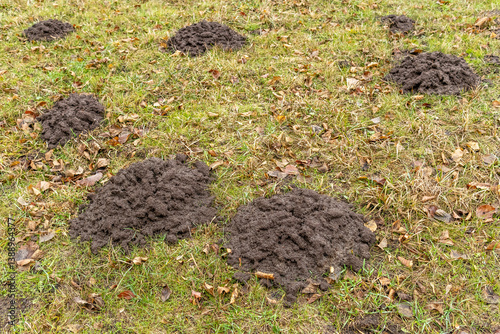everal molehills in a meadow with green grass and autumn leaves, symbolizing rural wildlife and soil destruction.