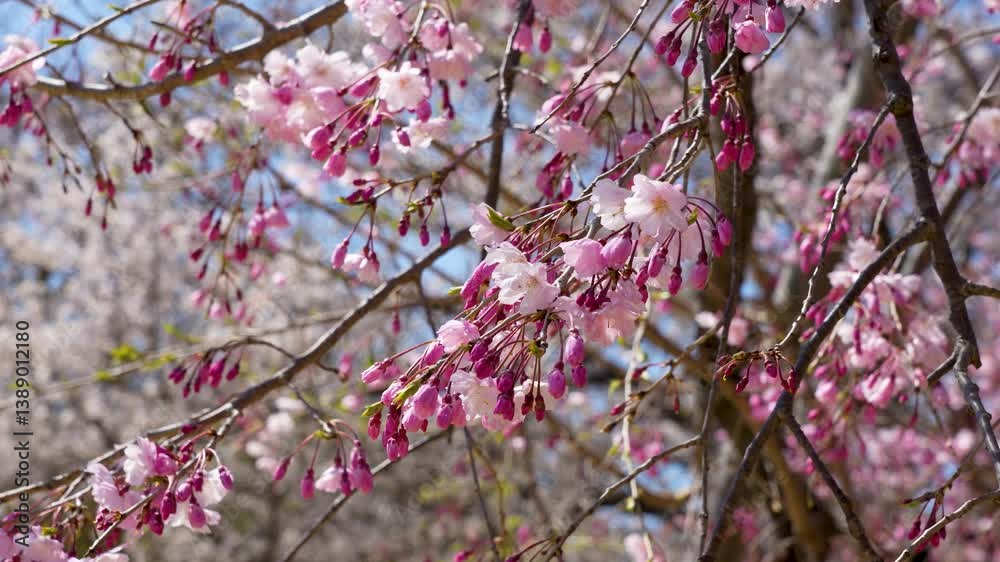 Vibrant cherry blossoms bursting into full bloom in spring Vibrant cherry blossoms bursting into full bloom in spring