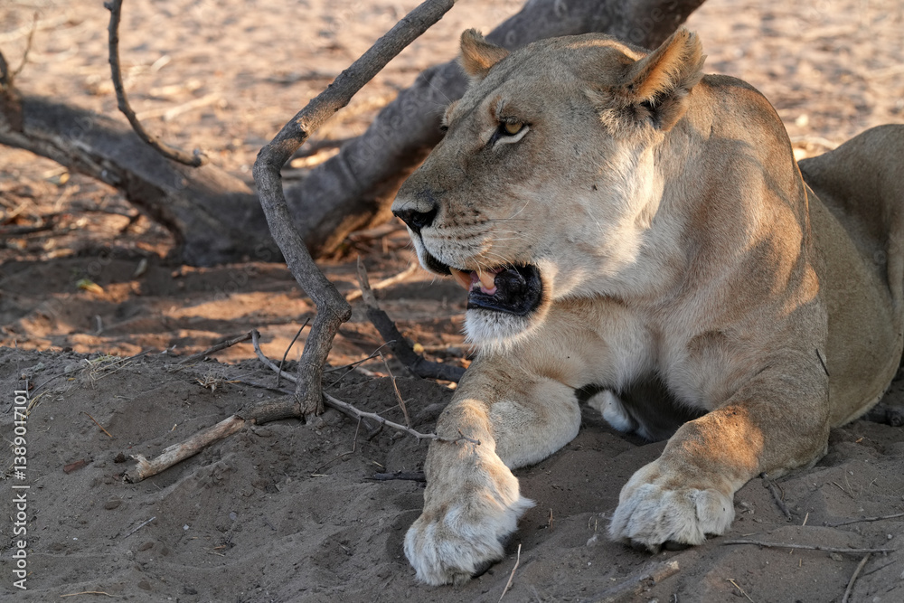 Naklejka premium Löwen im Grenzgebiet von Namibia und Botswana im Chobe Revier