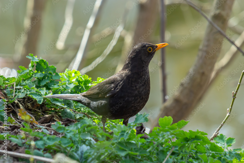 Obraz premium eurasian blackbird aka turdus merula is searching for food in forest