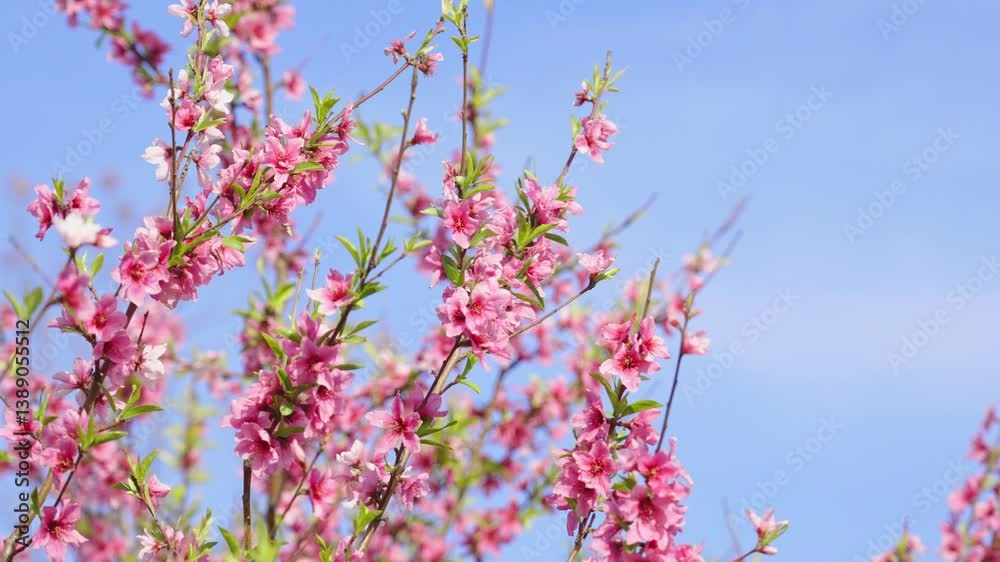 Peach blossoms against blue sky in spring Peach blossoms against blue sky in spring