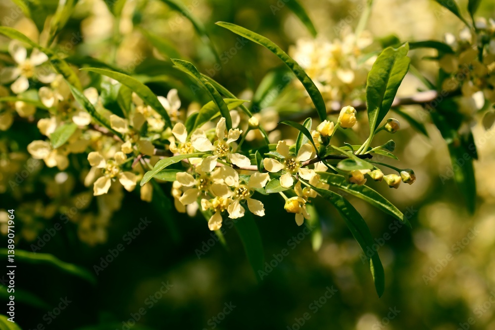 Yellow flowers of Prinsepia Sinensis tree - Rosaceae Family Yellow flowers of Prinsepia Sinensis tree - Rosaceae Family