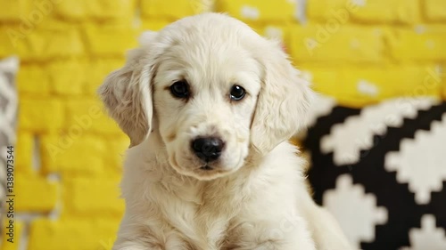 Adorable golden retriever puppy in a bright yellow room looking curious