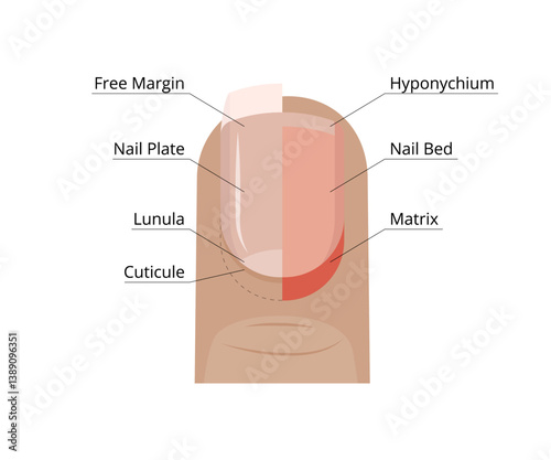 Fingernail Anatomy Showing Matrix, Nail Bed, Lunula, Cuticle and Free Margin