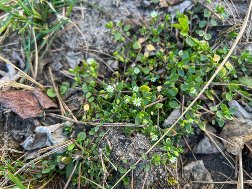Common chickweed (Stellaria media) is an annual weed from the carnation family. It is very common in Poland and around the world