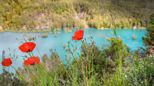 closeup on red poppies blooming  at the edge of blue turquoise water background