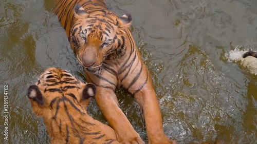 A pair of beautiful Bengal tigers play happily in the cool water, making a lot of splashes, Thailand. Slow mo, slow motion, high speed camera, 200fps 
